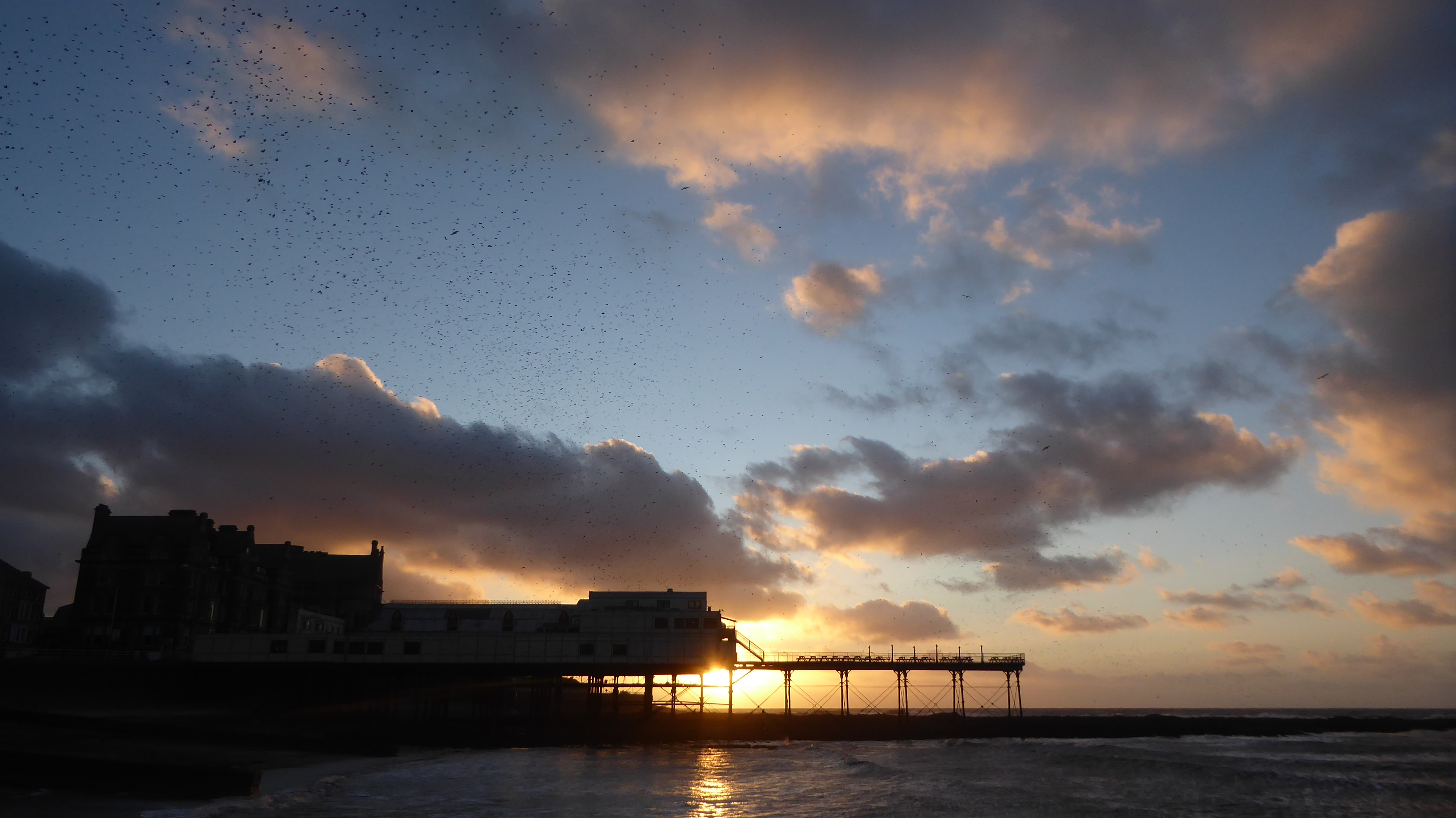 starlings coming into roost under the pier