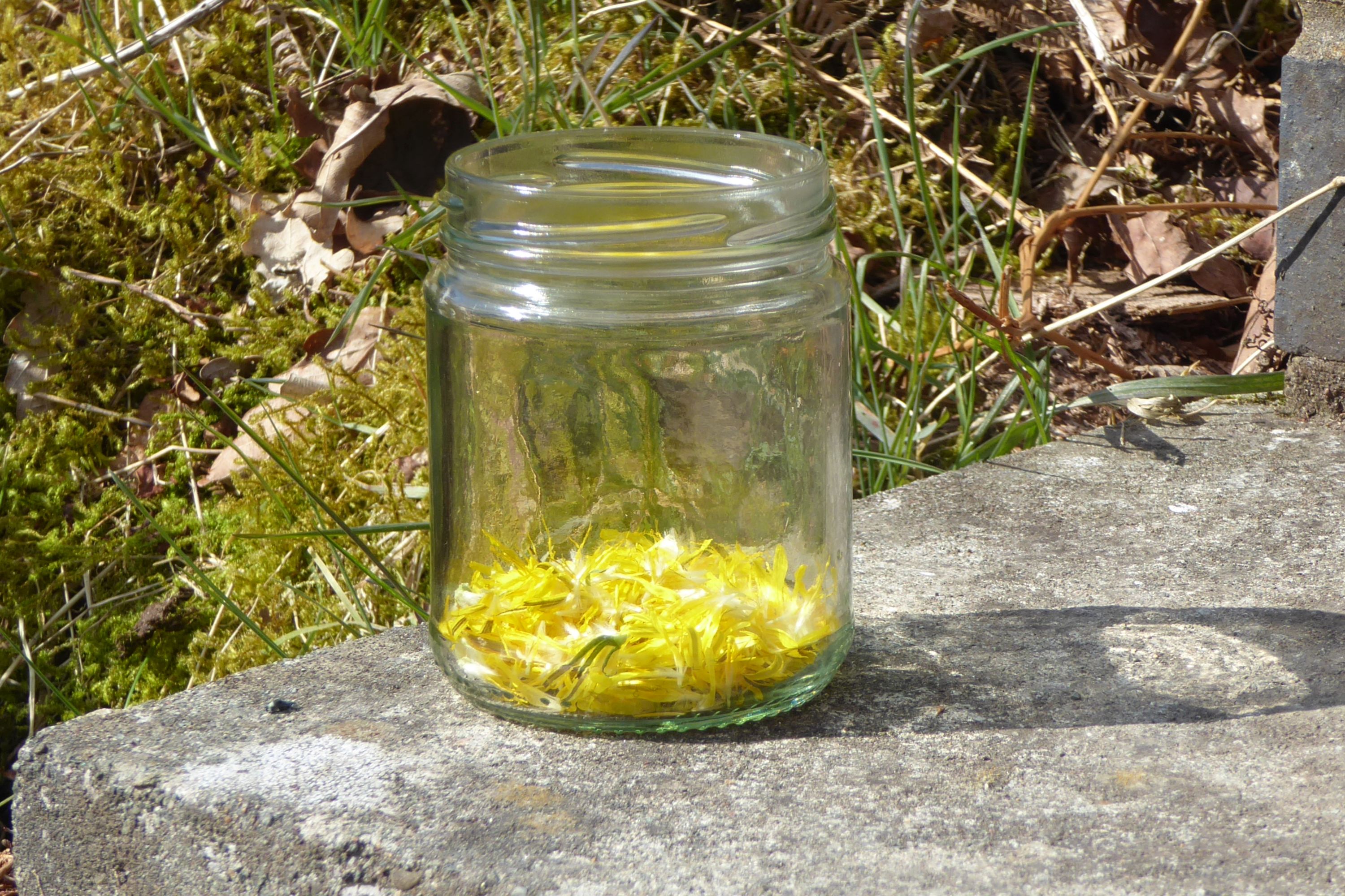 Dandelion petals in a jar